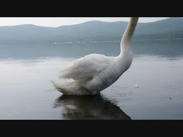 ハクチョウ