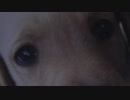 犬猿の仲(Cat and dog.) 1