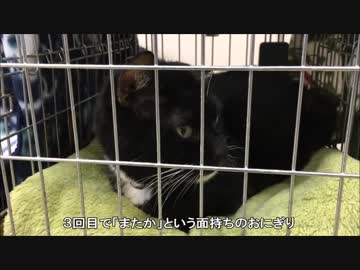 【こげつく】おにぎり＆サバミさんの譲渡会