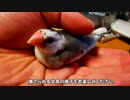 文鳥を迎えました！