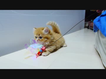 【マンチカンズ】マンチカン子猫のてしてし