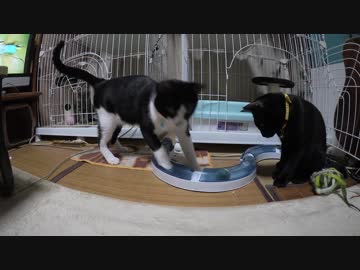 【Jean &amp; Pont 772】保護猫の先輩後輩のバランスがとれて安定