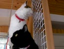 しろぬこさんとくろぬこさん　おにゅーのキャットタワーにて。