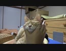 子猫をむぎゅっとしてみた