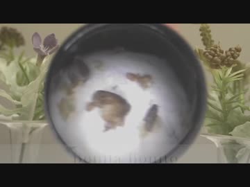 【耳掃除】ボニータボニート 垢の収穫祭(*^-^*)♪ #23