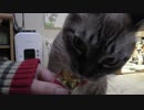 【Jean & Pont 774】先住猫ジャン君に保護猫兄弟を馴染ませる
