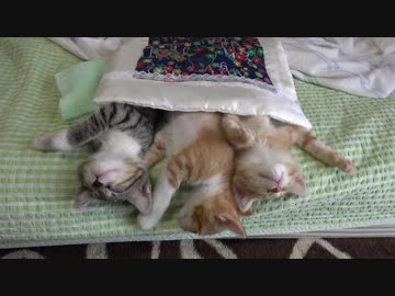 子猫が仲良くお布団で( ˘ω˘)ｽﾔｧ