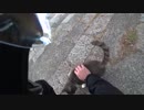 オイル交換して上がった六甲山の猫がモフモフで癒やされた話【MT-09】