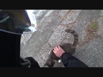 オイル交換して上がった六甲山の猫がモフモフで癒やされた話【MT-09】
