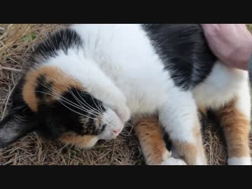 きれいな三毛猫がモフらせてくれました　ねこもふ１２