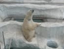 ホッキョクグマのご飯タイム（上野動物園）