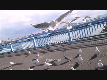 kamome.mov