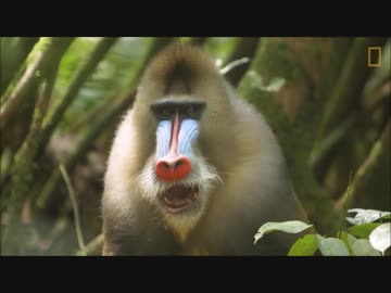 フレンズを動物ドキュメンタリーで紹介するよ part35