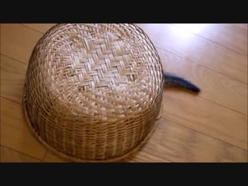 動く不思議なザルの中身はなんだ！！