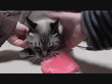 【Jean &amp; Pont 776】先住猫のジャンくんを特別可愛がるえこひいき