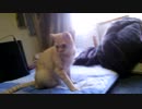 良いお年を(=^･ω･^)ﾉ☆ヤンチャ♂猫２才４ヶ月