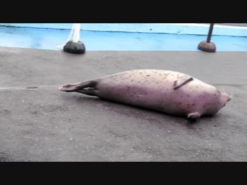 道を歩いていたらアザラシも寝てた(東武動物公園)