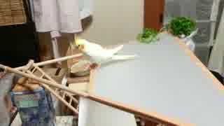 【オカメインコ】りりぃランド増築３階できた！
