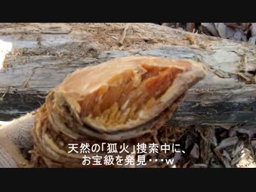 （ゆかマキ解説）変態忍者の、狩猟＆有害鳥獣駆除従事活動記・その１８