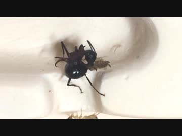 蟻戦争＃187 トゲアリの引っ越し＆眠らない門番アリ編