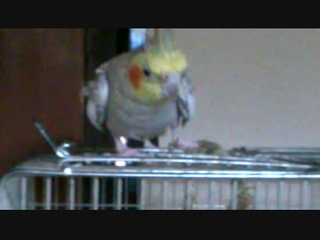 深淵に挑む鳥