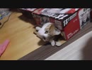 段ボールに引きこもりながら猫じゃらしが気になる猫