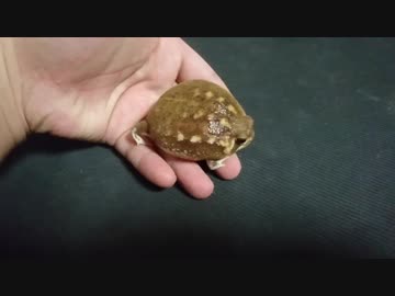 アメフクラガエル　ぽてぽて歩く