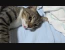 猫との会話を楽しむ動画