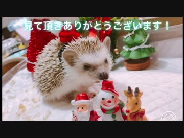 ハリネズミを飾り付け⁉️ メリークリスマス□
