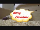 ハリ活.vol 24 ~もち子のクリスマス事件簿~