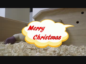 ハリ活.vol 24 ~もち子のクリスマス事件簿~