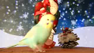 クリスマスにタップダンス的なインコ