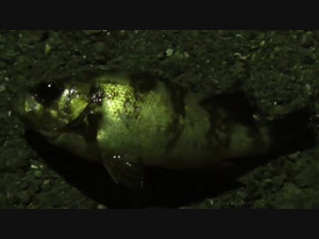 釣り動画ロマンを求めて 116釣目（ふれーゆ裏)