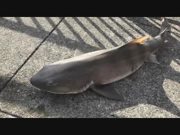 釣り動画ロマンを求めて 117釣目（東扇島西公園)