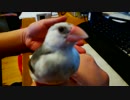 文鳥のとある一日