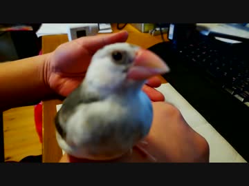 文鳥のとある一日