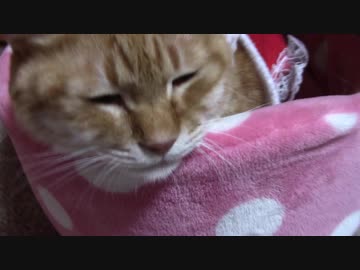 拾いねこ＠生後1996/1963日目　サンタのおじいちゃん。