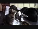 こんしゅうのおやつ【蒼民家の猫々】