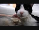 クリスマスに猫とふたりでお風呂に入ってるヤツwwwwww