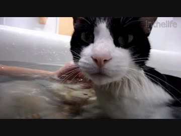 クリスマスに猫とふたりでお風呂に入ってるヤツwwwwww