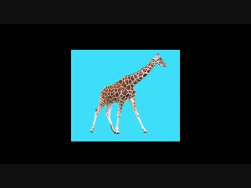 【実況】俺は俺なりにどうぶつタワーバトルをやったぞ。