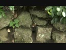 野崎琳 セミを捕まえたカニ