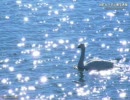 バレエ音楽「白鳥の湖」より　第一幕のワルツ