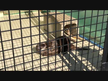 仲良くケンカするカワウソ