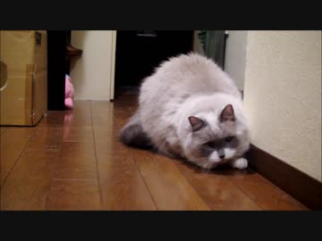 猫はすぐあきる