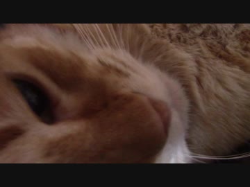 拾いねこ＠生後1997/1964日目　くーりすますあこつきー。