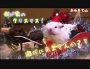 ハムスター&インコと一緒に クリスマスしよう！！