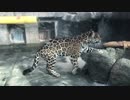 ジャガーのクリスマスイベント + なかしまおねえさんの解説@天王寺動物園