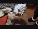しっぽを振って甘えてくるワンコ（パピヨン）