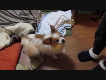 しっぽを振って甘えてくるワンコ（パピヨン）